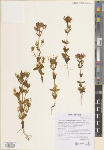 Centaurium cachanlahuen [Espécimen: ]