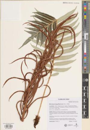 Lomariocycas magellanica [Espécimen: ]