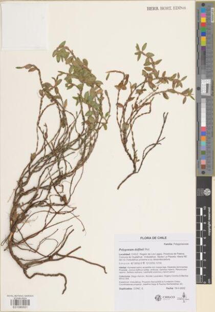 Polygonum delfinii [Espécimen: ]