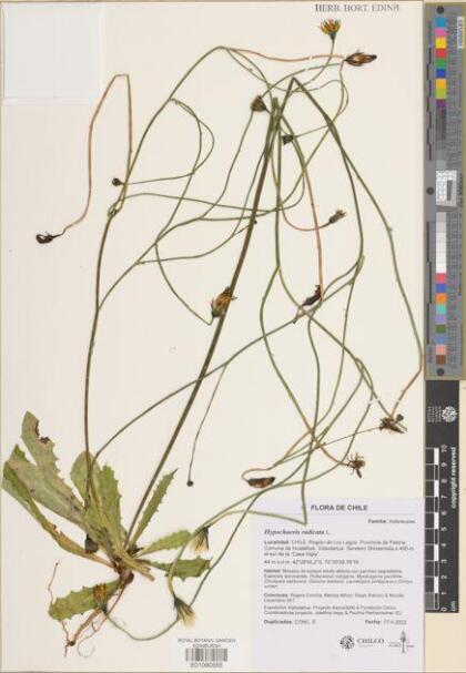Hypochaeris radicata [Espécimen: ]