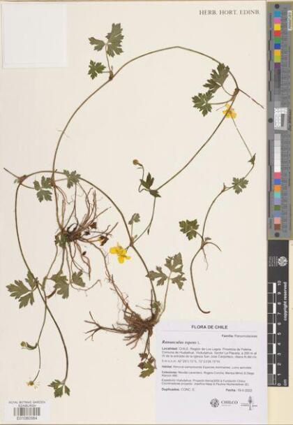 Ranunculus repens [Espécimen: ]