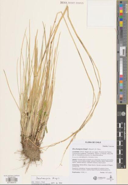 Deschampsia kingii [Espécimen: ]