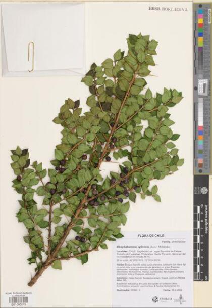 Rhaphithamnus spinosus [Espécimen: ]