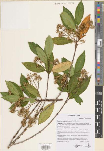 Caldcluvia paniculata [Espécimen: ]