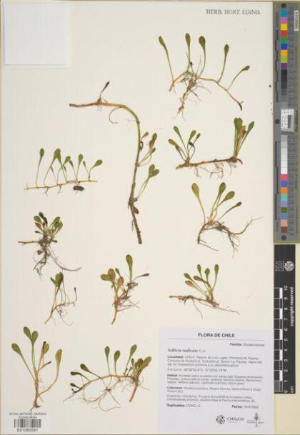 Goodenia radicans [Espécimen: ]