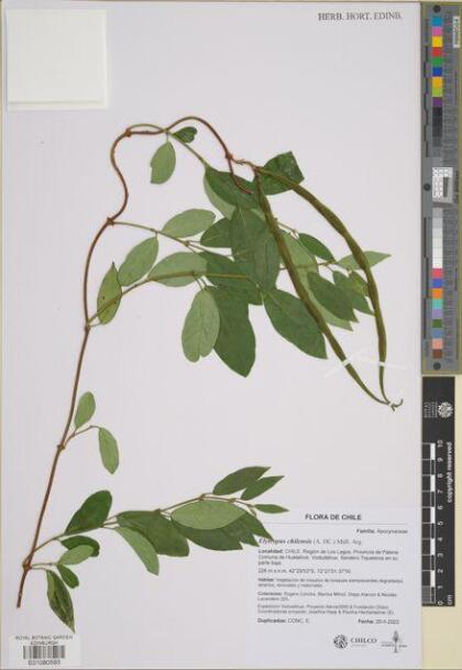 Elytropus chilensis [Espécimen: ]