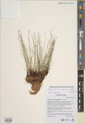 Eleocharis melanomphala [Espécimen: ]