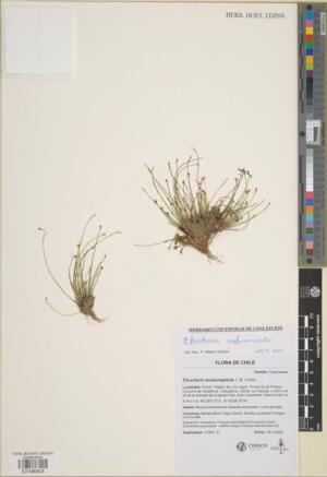 Eleocharis melanomphala [Espécimen: ]