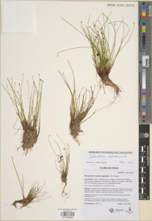 Eleocharis melanomphala [Espécimen: ]