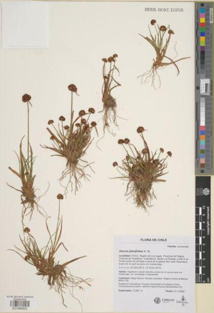 Juncus planifolius [Espécimen: ]