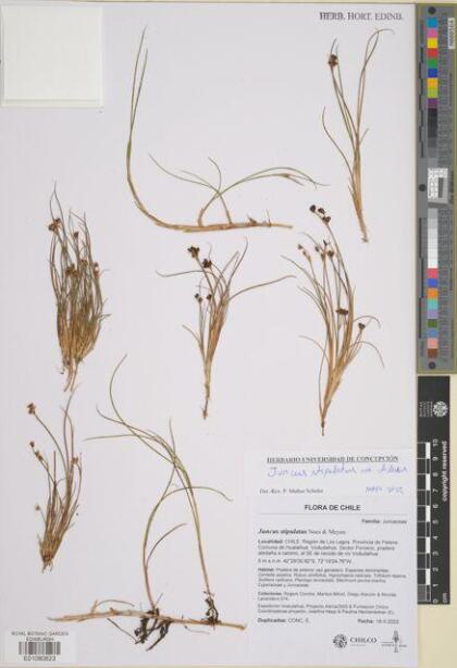 Juncus stipulatus [Espécimen: ]