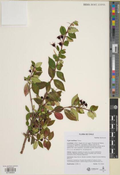 Ugni molinae [Espécimen: ]