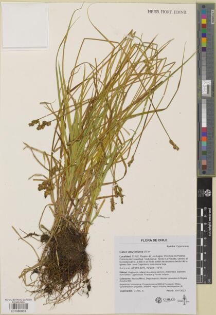 Carex macloviana [Espécimen: ]