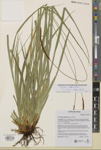 Carex phleoides [Espécimen: ]