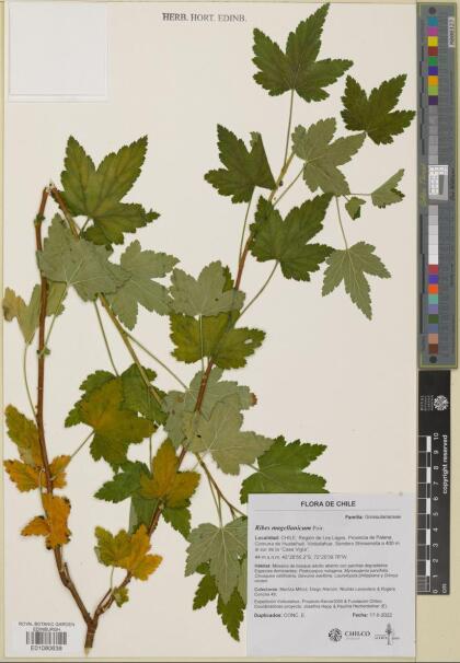 Ribes magellanicum [Espécimen: ]