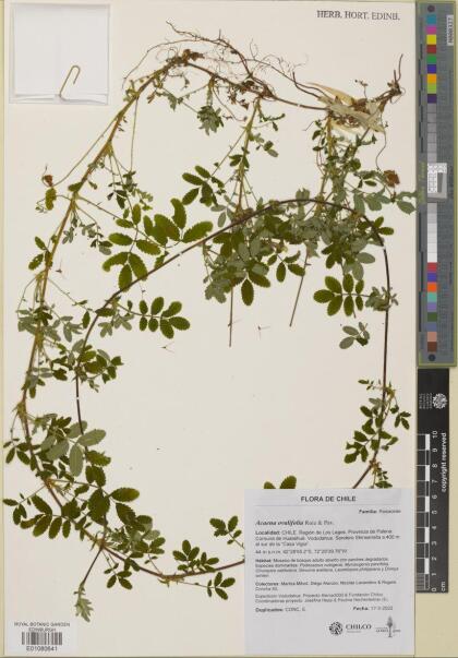 Acaena ovalifolia [Espécimen: ]