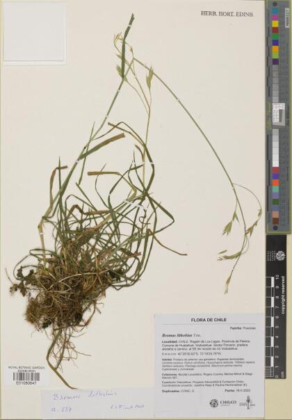 Bromus lithobius [Espécimen: ]