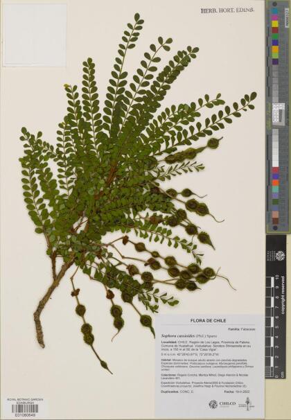 Sophora cassioides [Espécimen: ]