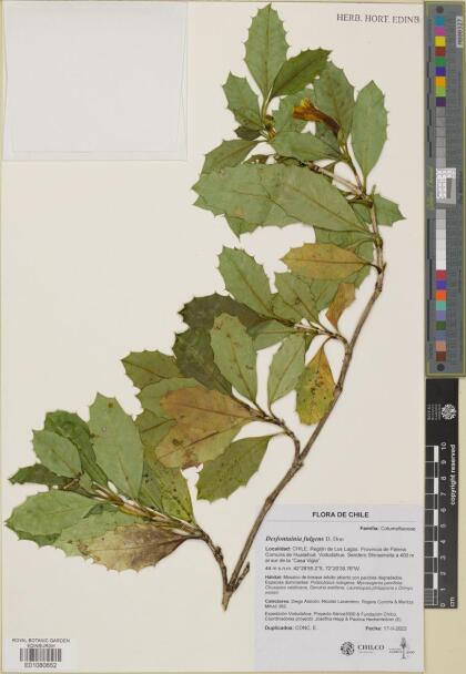 Desfontainia fulgens [Espécimen: ]