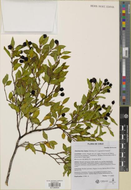 Amomyrtus luma [Espécimen: ]