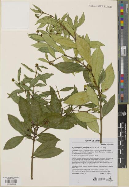 Myrceugenia planipes [Espécimen: ]