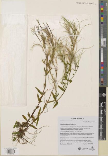 Epilobium glaucum [Espécimen: ]