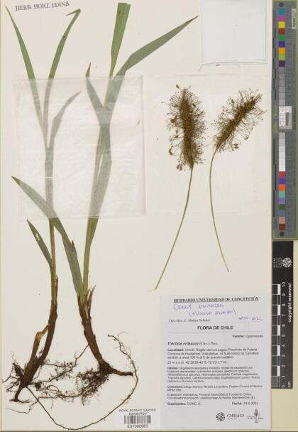 Carex erinacea [Espécimen: ]