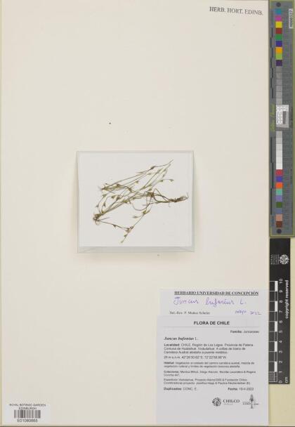Juncus bufonius [Espécimen: ]