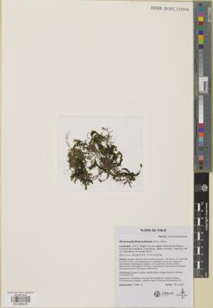 Hymenophyllum peltatum [Espécimen: ]