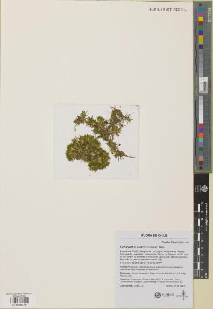 Colobanthus quitensis [Espécimen: ]