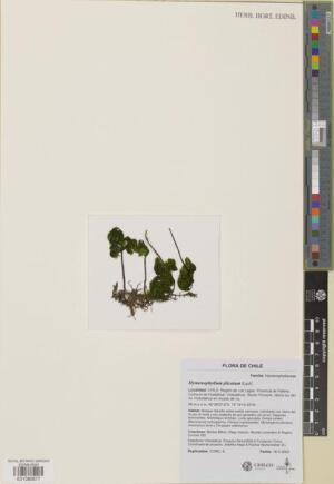 Hymenophyllum plicatum [Espécimen: ]