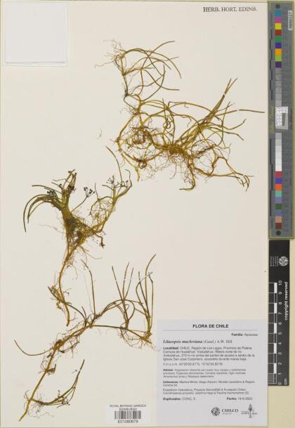 Lilaeopsis macloviana [Espécimen: ]