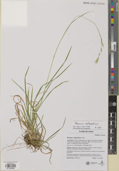 Bromus catharticus [Espécimen: ]