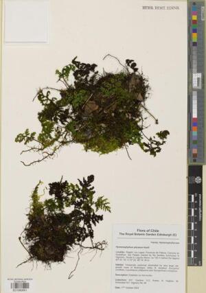 Hymenophyllum plicatum [Espécimen: ]