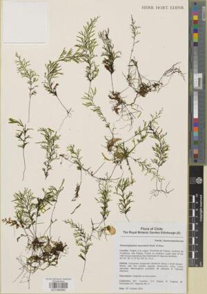 Hymenophyllum secundum [Espécimen: ]