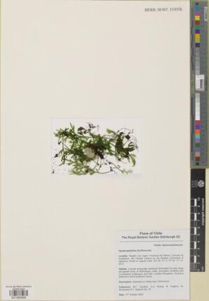 Hymenophyllum fuciforme [Espécimen: ]