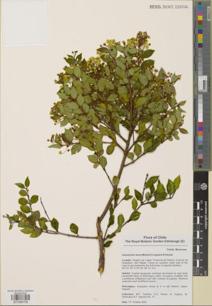 Amomyrtus luma [Espécimen: ]