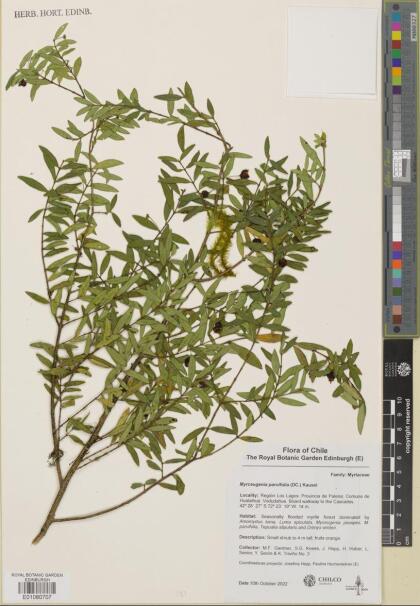 Myrceugenia parvifolia [Espécimen: ]