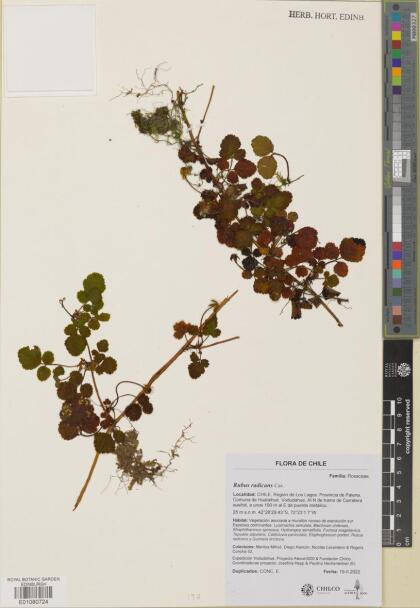 Rubus radicans [Espécimen: ]