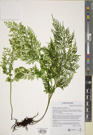 Hymenophyllum fuciforme [Espécimen: ]