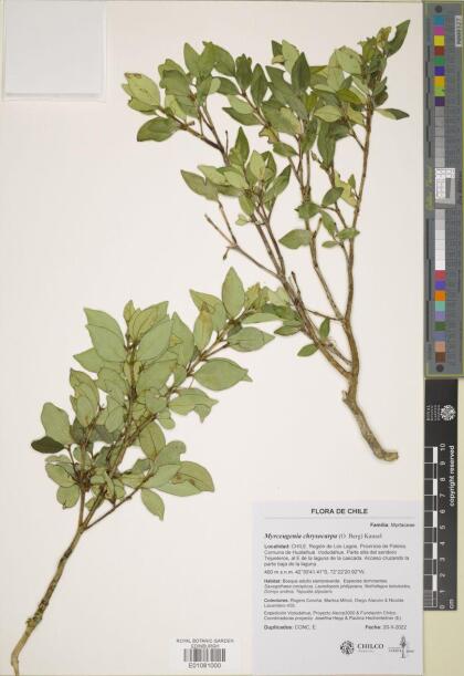 Myrceugenia chrysocarpa [Espécimen: ]