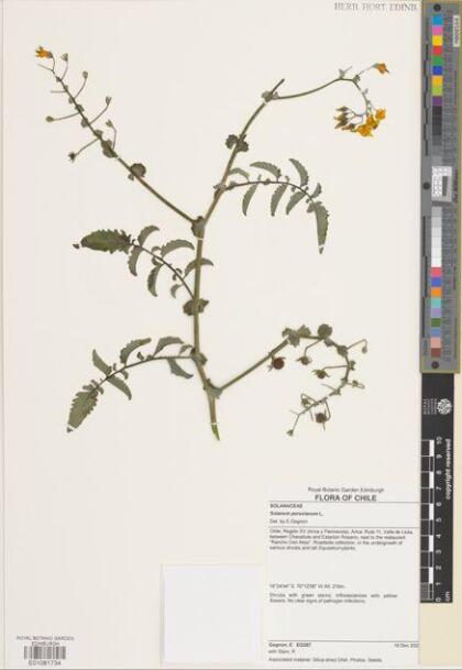 Solanum peruvianum [Espécimen: ]