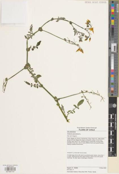 Solanum peruvianum [Espécimen: ]