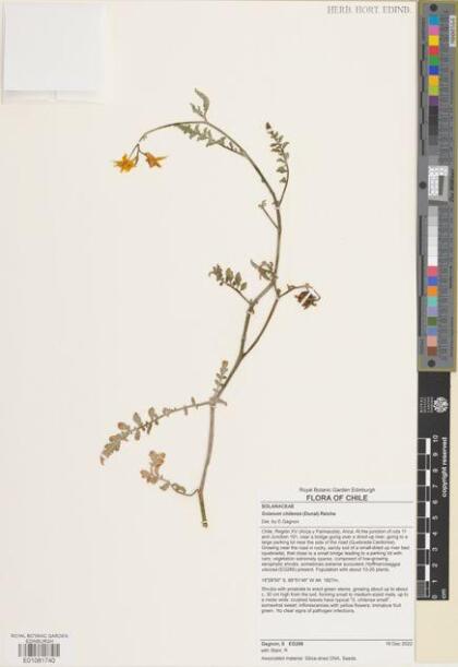 Solanum chilense [Espécimen: ]