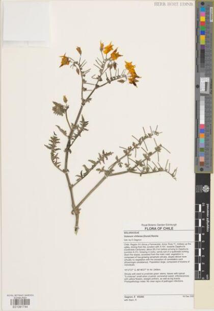 Solanum chilense [Espécimen: ]