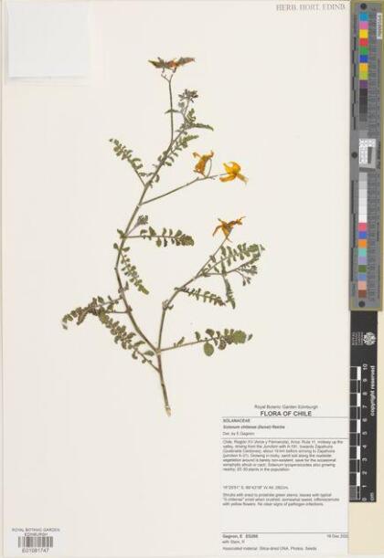 Solanum chilense [Espécimen: ]