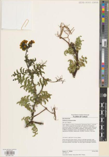 Solanum lycopersicoides [Espécimen: ]