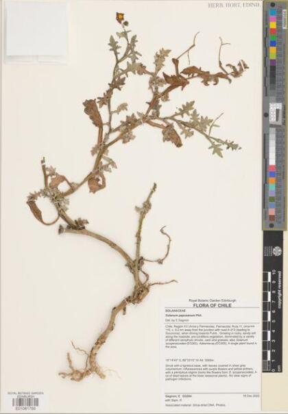 Solanum paposanum [Espécimen: ]