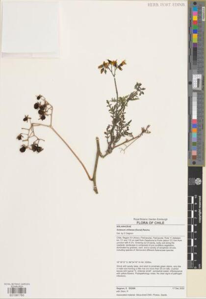 Solanum chilense [Espécimen: ]