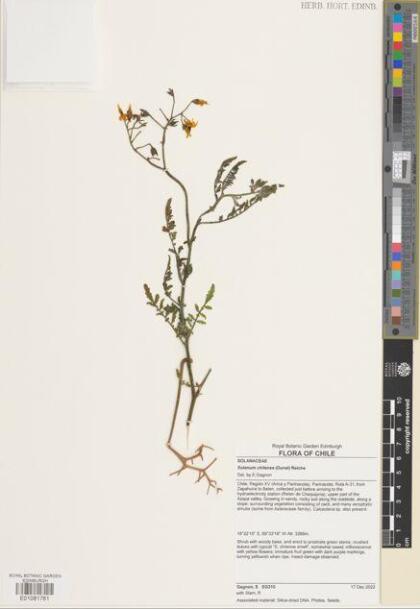 Solanum chilense [Espécimen: ]